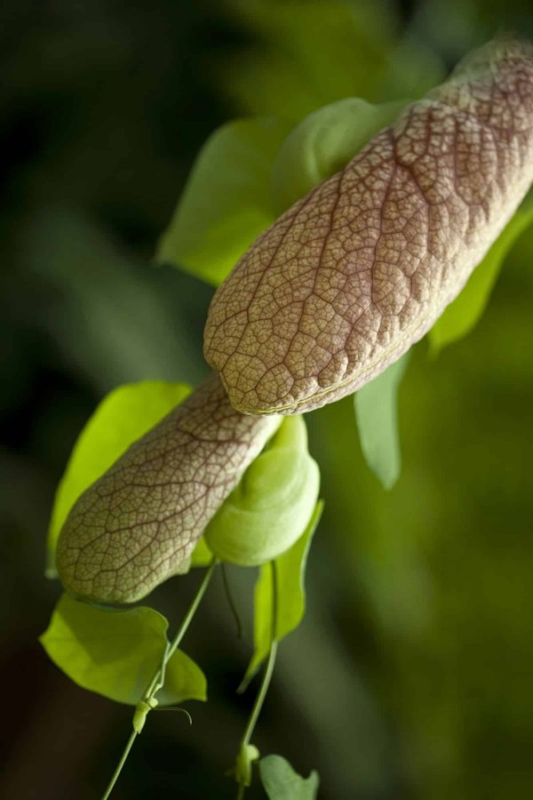 Quelles sont les meilleures pratiques pour cultiver des plantes carnivores en intérieur ?
